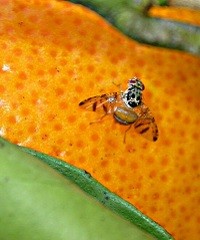 Medidas para resguardar áreas de mosca de los frutos