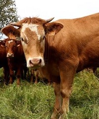 Qué es el mal de la vaca loca y cómo puede afectar a humanos