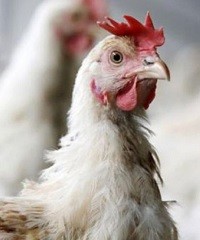 Prevención contra la influenza aviar en el sector productivo
