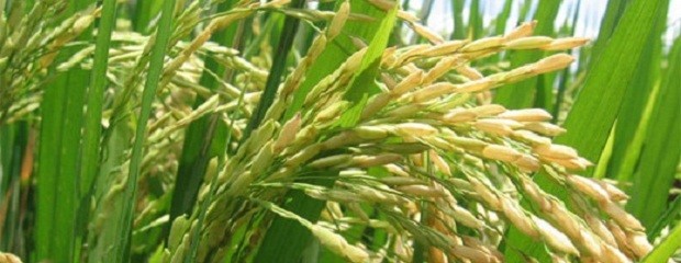 Arroz: El rinde se ubica en 7.500 kg/ha