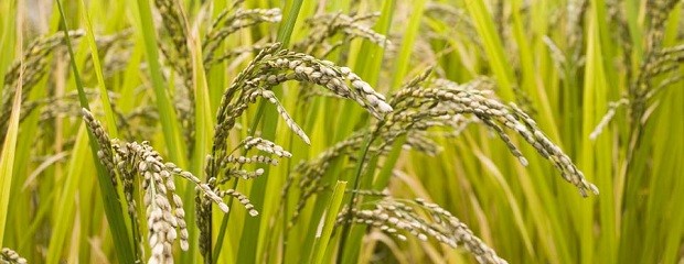Se cosechó el 30% de arroz, con rinde promedio de 7295 kg/ha