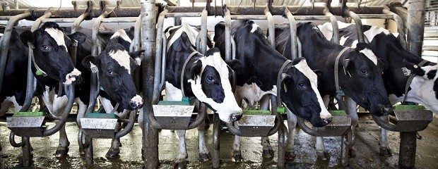 La producción de lácteos viene en descenso