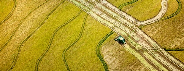 Avanza la cosecha de arroz en la provincia