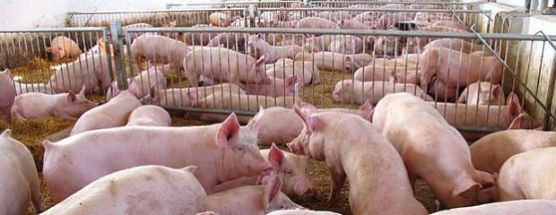 Faena de porcinos aumentó 9,4% en el primer trimestre