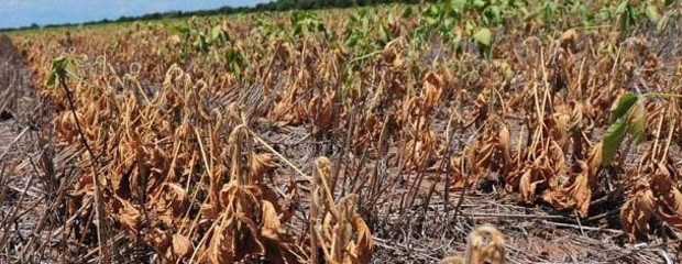 Preocupación por baja calidad de grano de soja