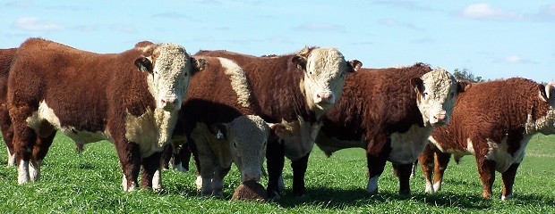 Extienden el plan nacional contra la brucelosis bovina