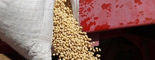Recortaron la cosecha de soja a 22,5 millones de toneladas