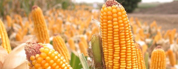 La producción de maíz de primera cayó un 55% 