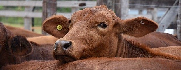 Abril mostró una débil recuperación del precio de hacienda