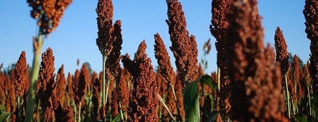 Entre Ríos: Avanza un 24% la cosecha de sorgo