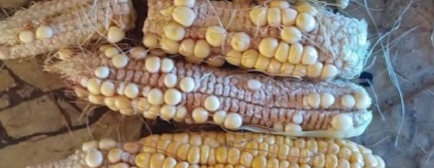 El maíz de primera abarcó el 85 % del área total maicera