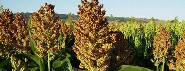 Cayó un 18 % las hectáreas destinada a sorgo en Entre Ríos 