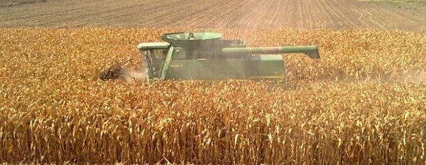 Maíz: Cosecha condicionada por la elevada humedad del grano