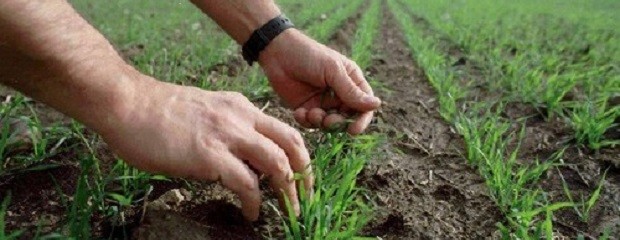 Región núcleo: Un 10% del área de siembra de trigo en riesgo