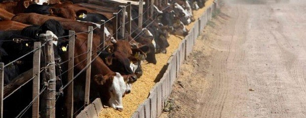 Fuerte caída del margen bruto de los feedlots