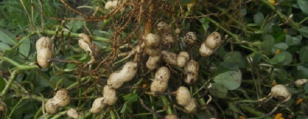 Histórica caída en la producción de maní en Córdoba