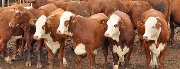 Tras la corrección de precios, ahora se aguardan las lluvias