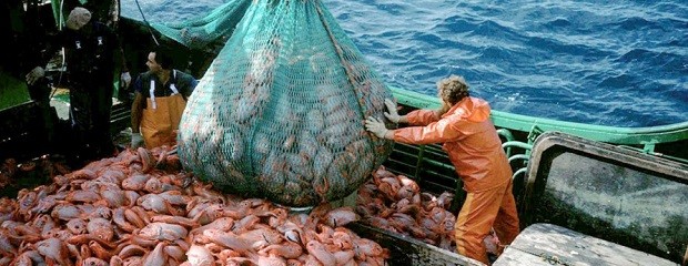 Mejoran la trazabilidad de los productos pesqueros