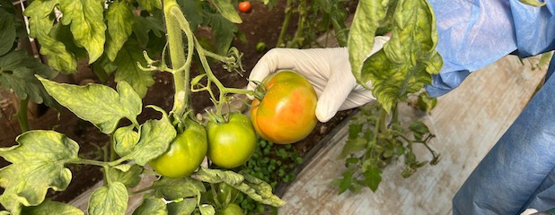 Tomáte: Acciones de fiscalización en plantineras