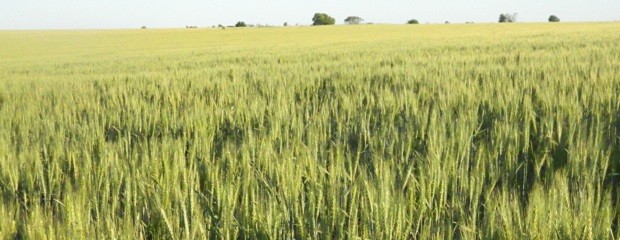 Disminuyó el área clasificada de buena a muy buena en un 10%