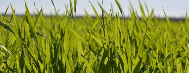 Un 33% del trigo está en condición regular o mala