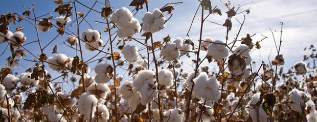 El mapa del algodón en Argentina