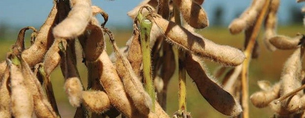 Brasil estima un récord en la producción de soja 