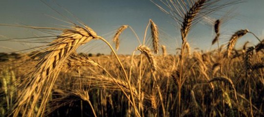 Recortan estimación nacional de producción de trigo  