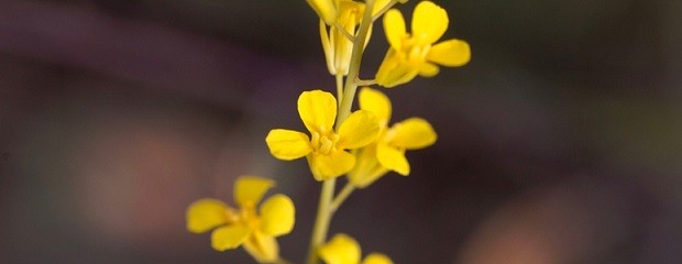 Hay 20.000 ha sembradas con Brasicaceas en Entre Ríos