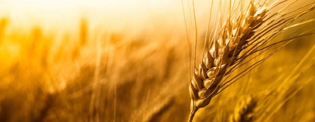 La cosecha de trigo viene acelerada