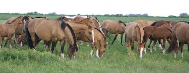 Entre Ríos sin casos confirmados de encefalomielitis equina