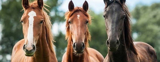 Encefalomielitis Equinas: Se declaró la emergencia sanitaria