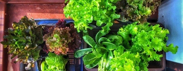 Calor: cómo proteger a los cultivos en la huerta en casa