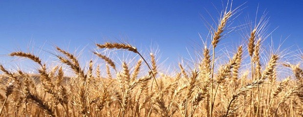 La producción entrerriana de trigo creció un 12 %