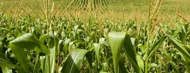 El 95% del maíz tiene una condición entre Buena y Muy Buena