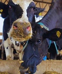 Dietas frías: estrategia para disminuir el estrés por calor