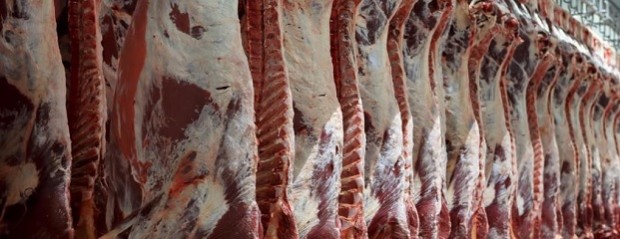 Carne bovina, qué proyecta el USDA para 2024