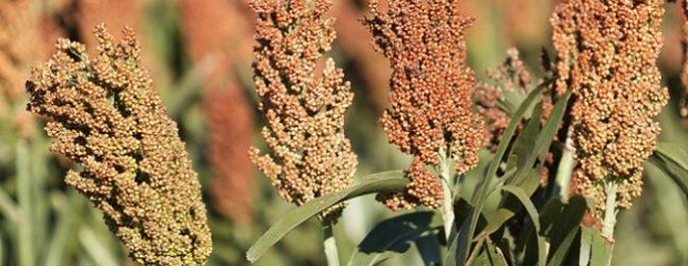 Sorgo: El 92% presenta condición entre buena y muy buena