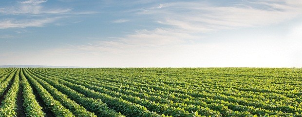 Semana sin lluvias en las principales zonas productivas