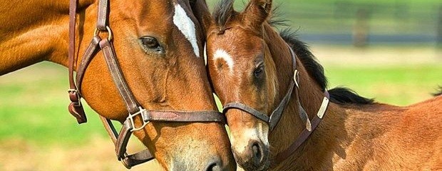  Encefalomielitis equinas: establecen vacunación obligatoria