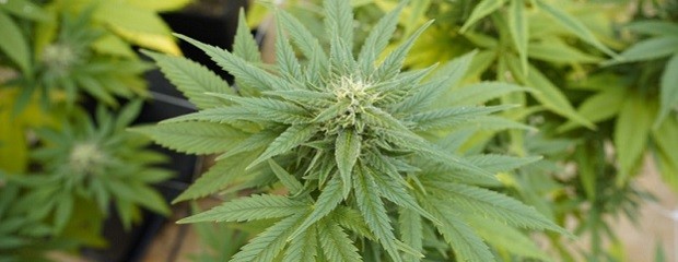 INTI impulsó ensayo pionero para la industria del cannabis