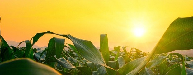 Siguen las alertas rojas por temperaturas extremas