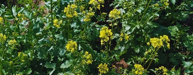 Evalúan la mostaza como biofumigante para controlar patógeno