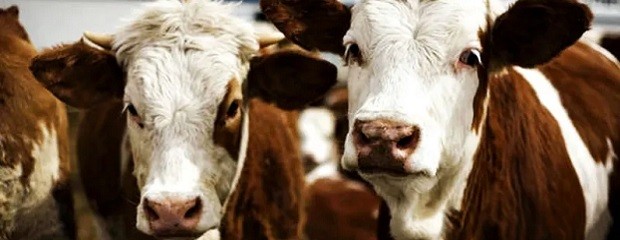 En La Pampa murieron 30 bovinos por carbunclo
