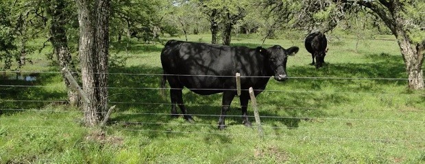 Publican primera declaración ambiental de un bovino en pie