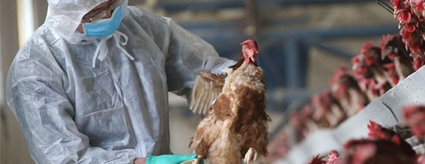 EE.UU. cerca de desarrollar una vacuna para la gripe aviar