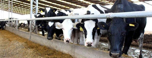 En enero, la producción de leche cayó 12,6%