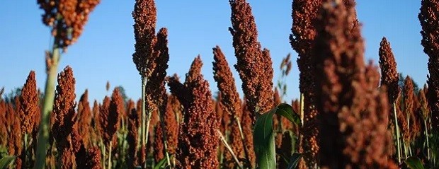 El 88% del sorgo presenta condición entre Buena y Muy Buena