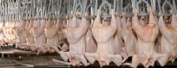 El país vuelve a exportar productos avícolas al Reino Unido