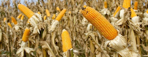 El área cultivada de maíz de primera creció un 10%